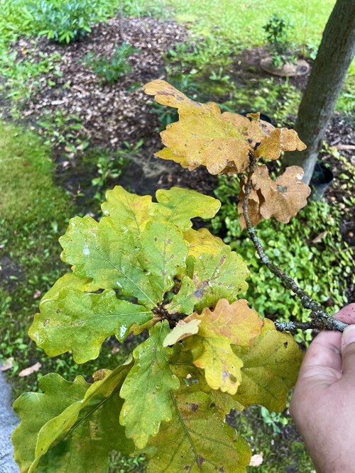 quercus robur