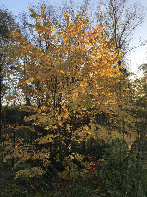 IMG_63518800cb2b086660a8.jpeg